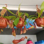 Mäsožravý krčiažnik (Nepenthes alata) ´MONKEY JARS´ - výška 20-30 cm, kont. C1L - závesný kvetináč